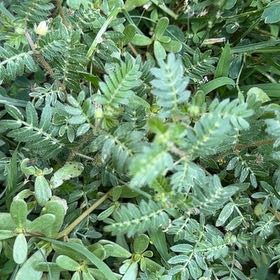 Photo of the plant species Puncturevine by @ArtistePotato74 named Sol on Greg, the plant care app
