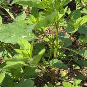 Photo of the plant species Mississippi Loosestrife by @ComradeCobnut68 named Spike Leaves on Greg, the plant care app