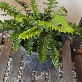Photo of the plant species Japanese Tassel Fern by @ZarfAsianpear28 named Leonardo on Greg, the plant care app