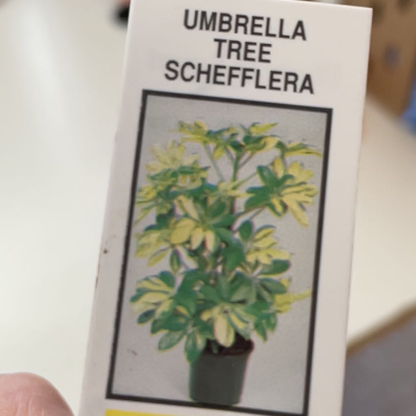 Photo of the plant species Hawaiian Schefflera by @RootedNoni56 named Sproutacus on Greg, the plant care app
