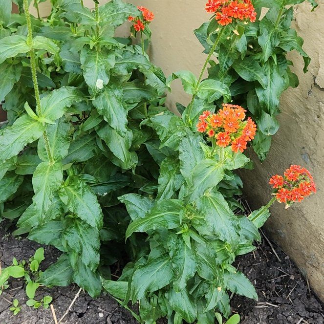 Photo of the plant species Maltese Cross by @ZippyBeans26 named Rihanna on Greg, the plant care app