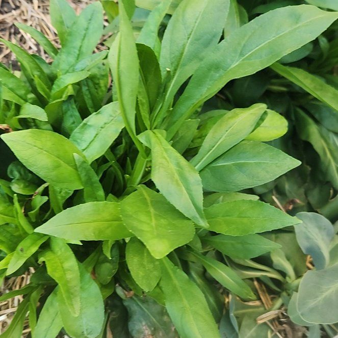 Photo of the plant species Foxglove Beardtongue by @ZippyBeans26 named Foxxy on Greg, the plant care app
