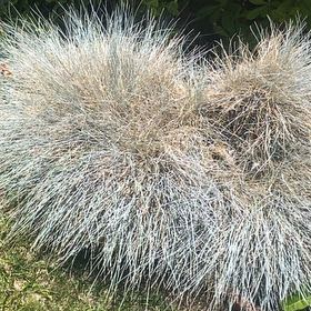 Photo of the plant species Silver Tussock by @KinglyHope78 named Ulysses S Plant on Greg, the plant care app