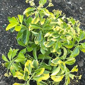Photo of the plant species Golden Euonymus by @YeveBearsear65 named Aristotle on Greg, the plant care app