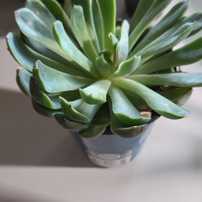 Photo of the plant species Echeveria 'Pink Edge' by @EpitomeOricad88 named Elina on Greg, the plant care app