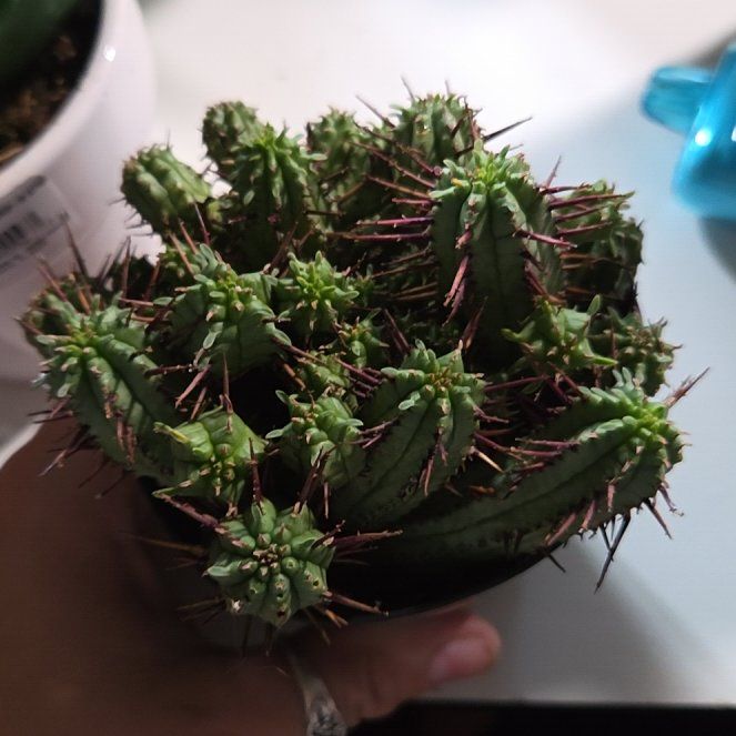 Photo of the plant species Euphorbia 'Green Elf' by @EpitomeOricad88 named Austen on Greg, the plant care app