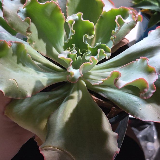 Photo of the plant species Giant Blue by @EpitomeOricad88 named Bruce Lee on Greg, the plant care app