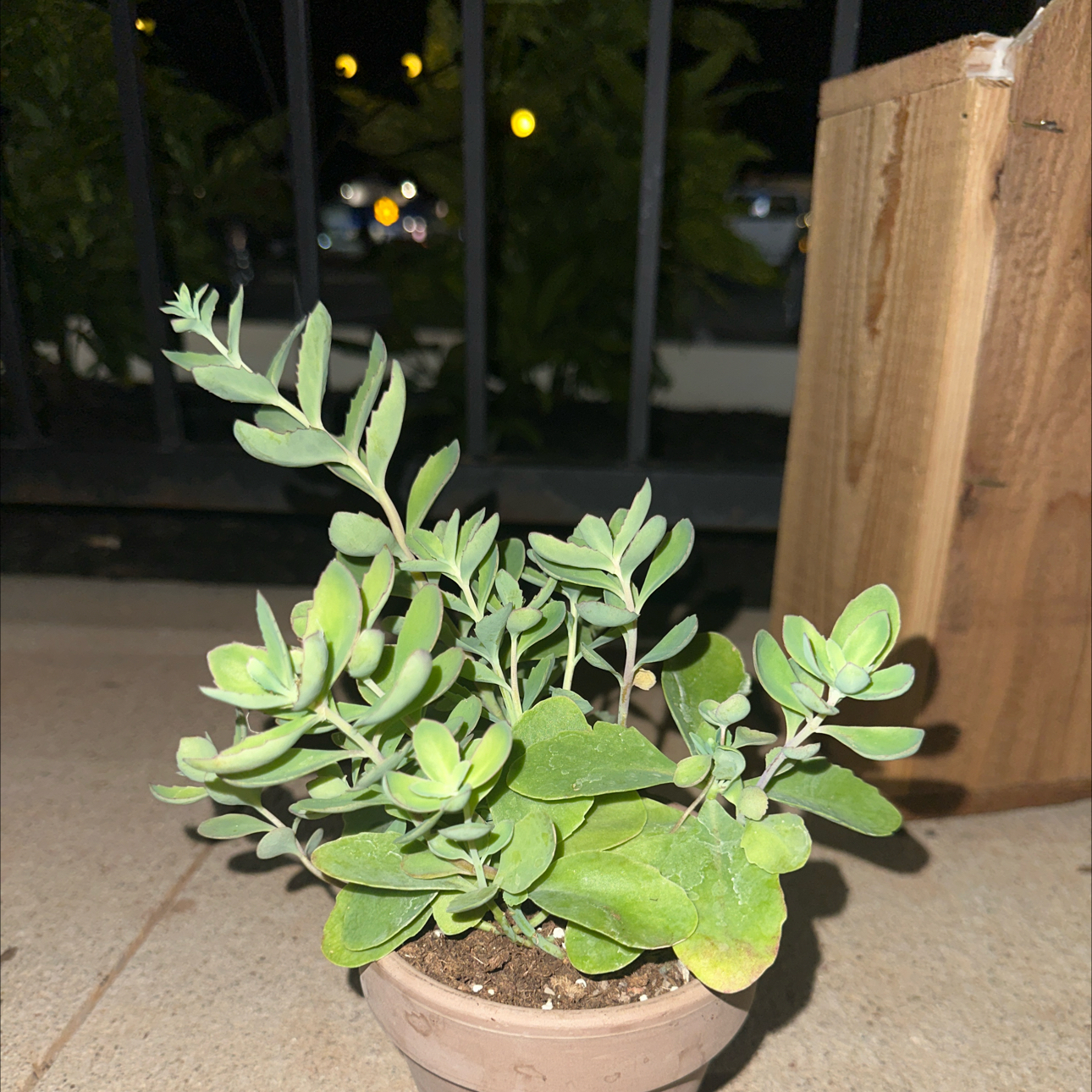 Photo of the plant species Sedum 'Abbeydore' by @TutorRosemoss25 named Big leaf smalls on Greg, the plant care app