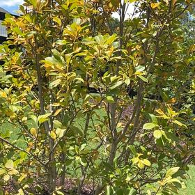 Photo of the plant species Saucer Magnolia 'Fukuju' by @HolyFern30 named Hamilton on Greg, the plant care app