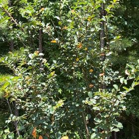 Photo of the plant species Crepe Myrtle 'Oklahoma' by @HolyFern30 named Daphne on Greg, the plant care app