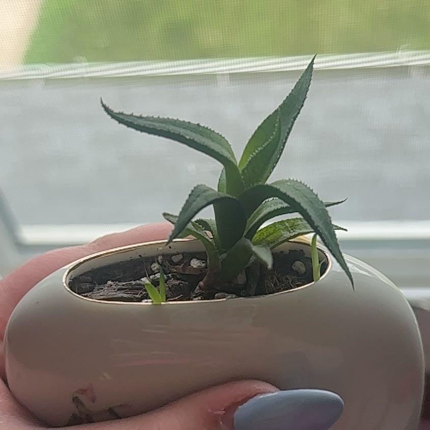 Photo of the plant species Fairy Washboard by @Shadowkitten554 named Sonora on Greg, the plant care app