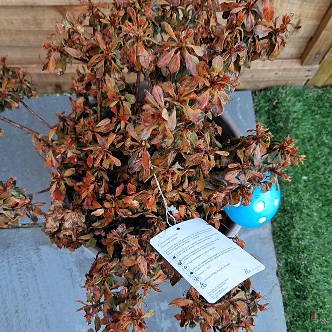 Photo of the plant species Azalea by @TenableMango15 named Dax on Greg, the plant care app