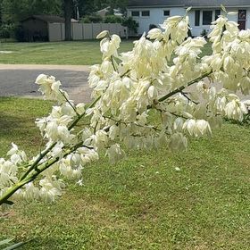 Photo of the plant species Adam's-Needle by @LushMango49 named Captain Plant-it on Greg, the plant care app