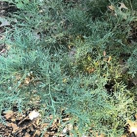 Photo of the plant species Savin Juniper by @LushMango49 named Sage on Greg, the plant care app