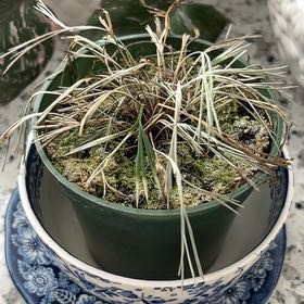 Photo of the plant species Eyelash Fern by @ValidRubbervine named Baesil on Greg, the plant care app