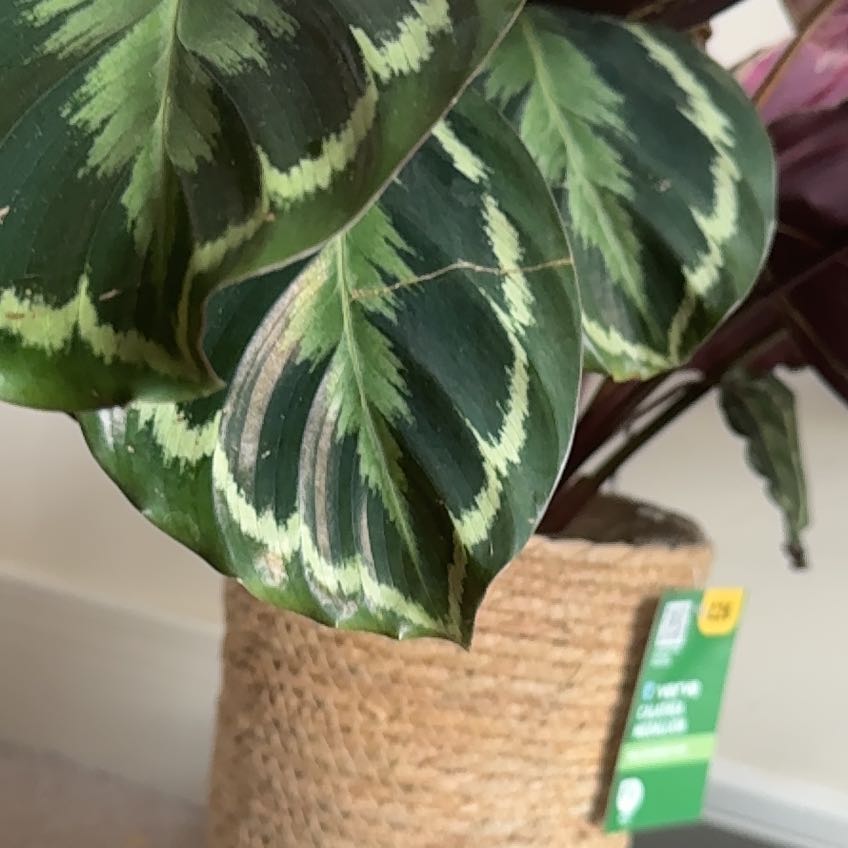 Photo of the plant species Medallion Prayer Plant by @CozyCanna72 named Homer on Greg, the plant care app