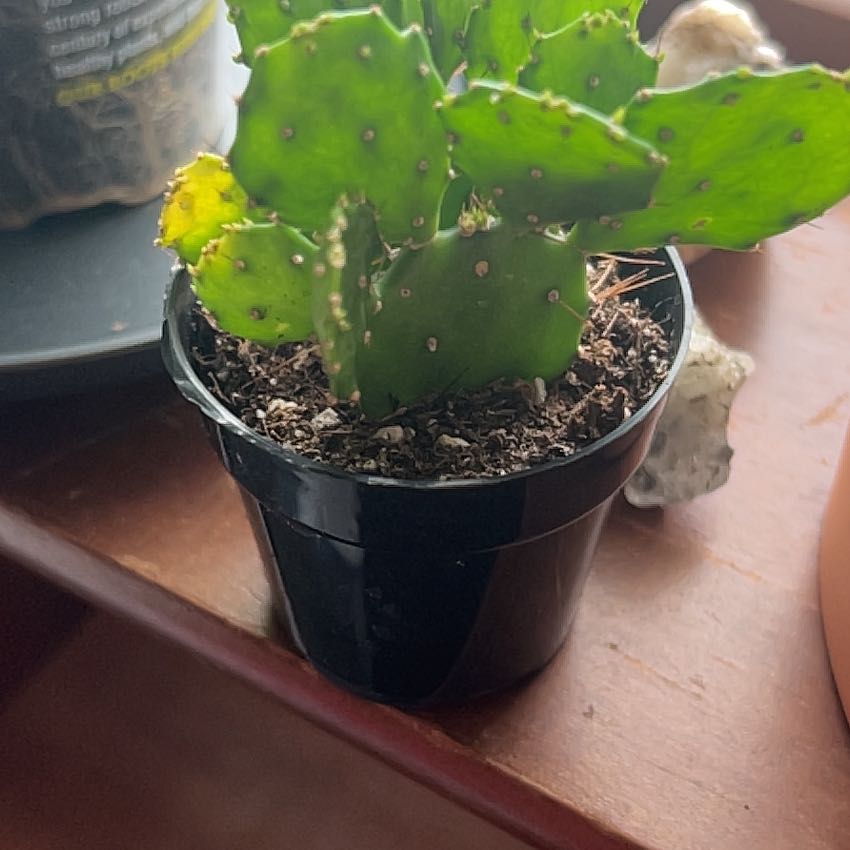 Photo of the plant species Argentine Opuntia by @UnbrokenAnise49 named Surya on Greg, the plant care app