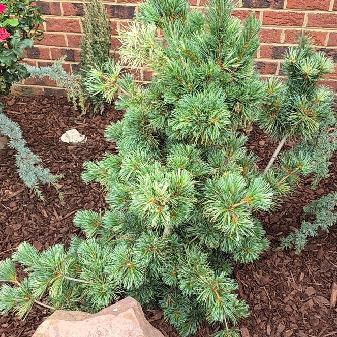 Photo of the plant species Japanese White Pine by @ZappyColeus89 named Delilah on Greg, the plant care app