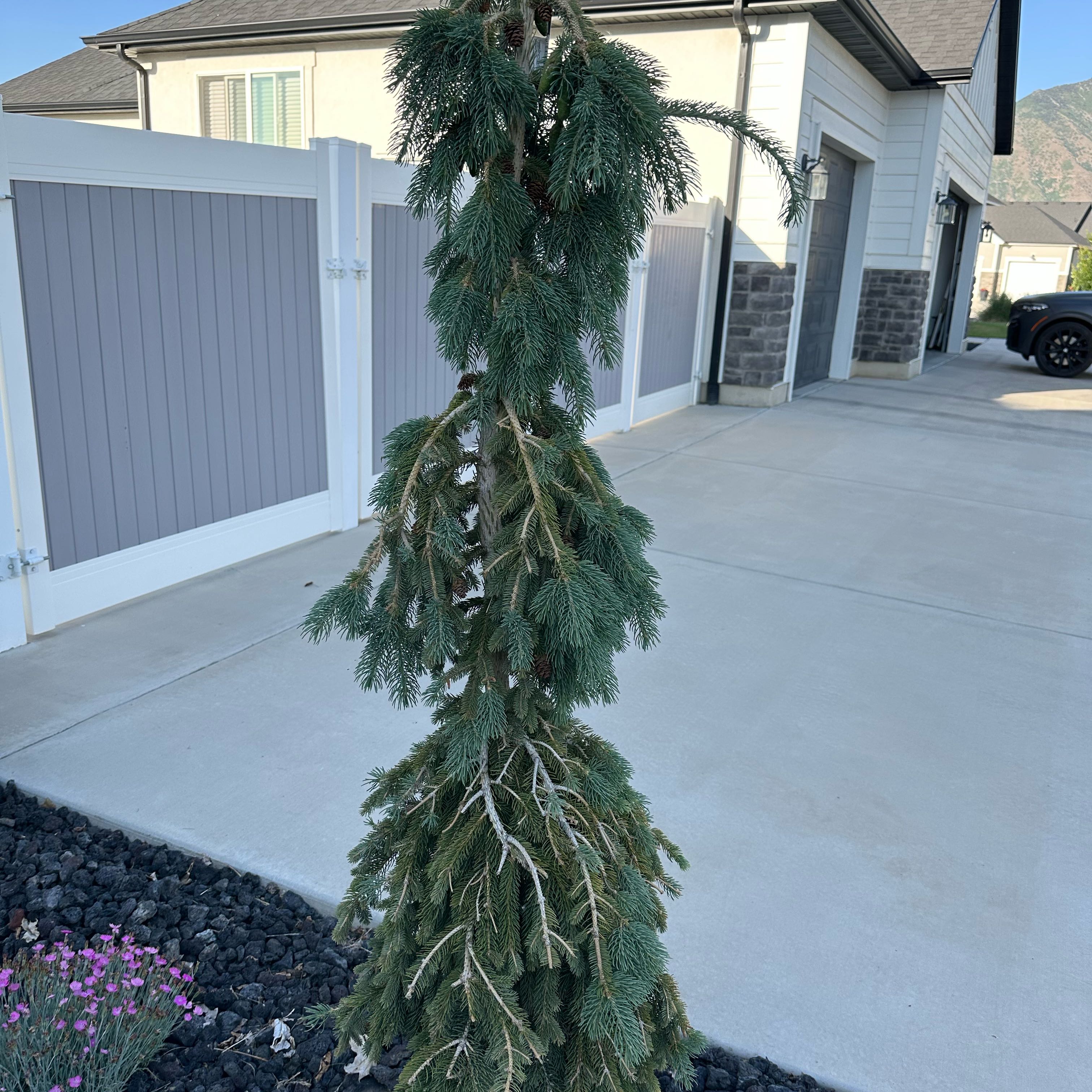 Photo of the plant species Weeping White Pine by @AbleMakura43 named Willow on Greg, the plant care app