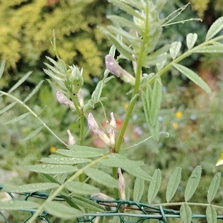 Photo of the plant species Garden Vetch by @FetchingRedtree named Naomi on Greg, the plant care app