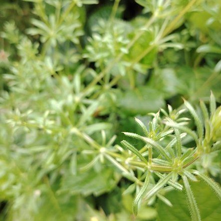 Photo of the plant species Goose Grass by @FetchingRedtree named Aristotle on Greg, the plant care app