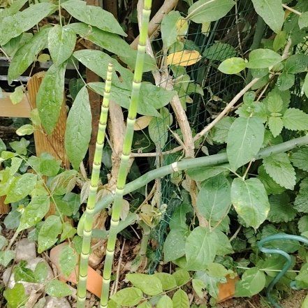 Photo of the plant species Common Scouring-Rush by @FetchingRedtree named Prince on Greg, the plant care app