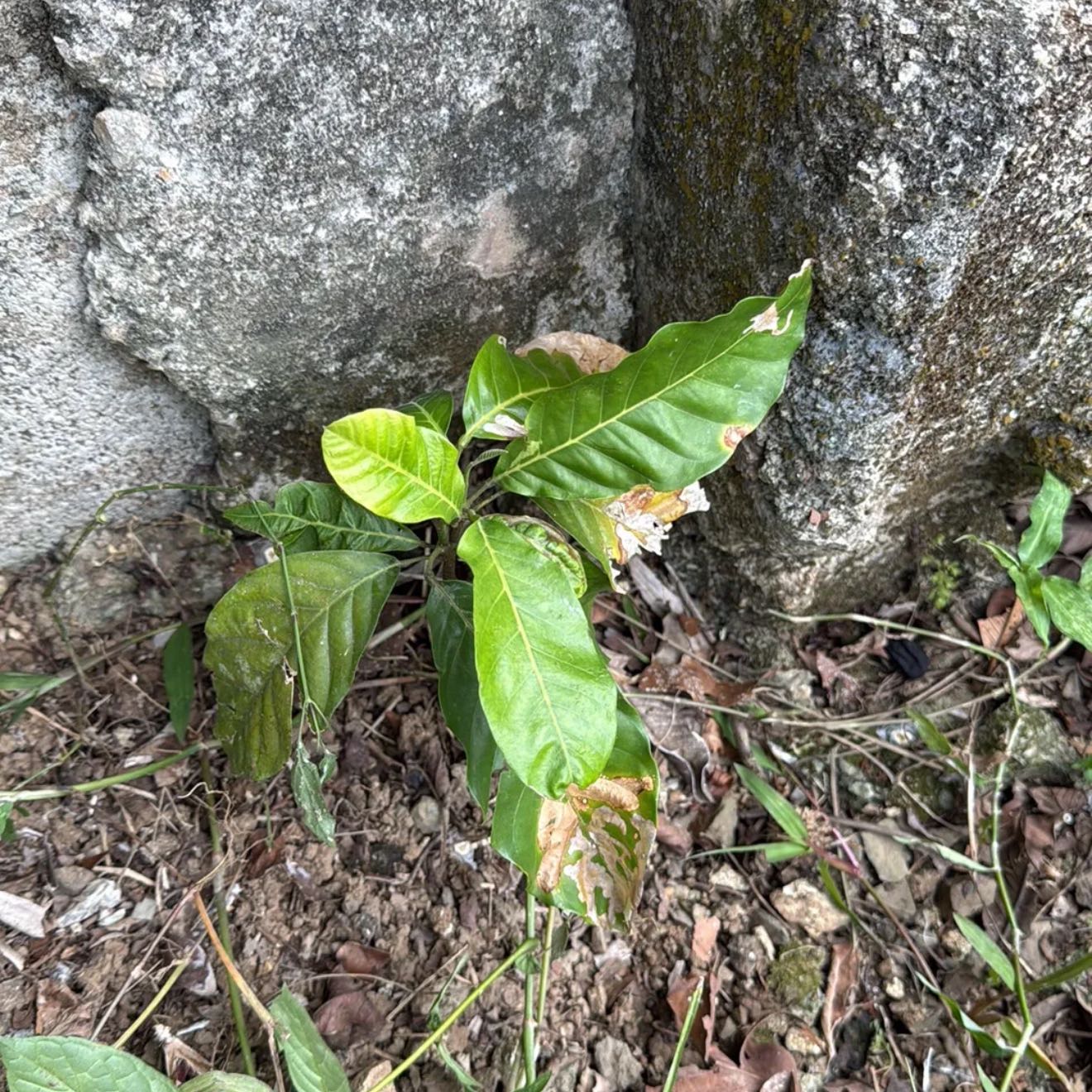Photo of the plant species Rambutan by @AliveCobnut17 named Apollo on Greg, the plant care app