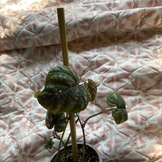 Rex Begonia Vine plant in Thomasville, Alabama