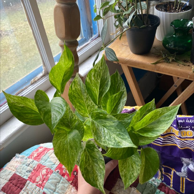 Photo of the plant species Marble Queen Pothos by @Tthurston named Dolores on Greg, the plant care app
