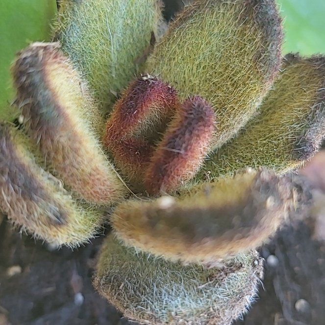 Photo of the plant species Chickpea Milkvetch by @Milwaldfam named Wonda on Greg, the plant care app