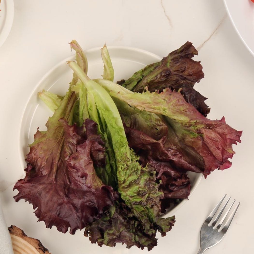 Photo of the plant species Parris Island Cos Lettuce by @AceAjwain40 named Remington on Greg, the plant care app