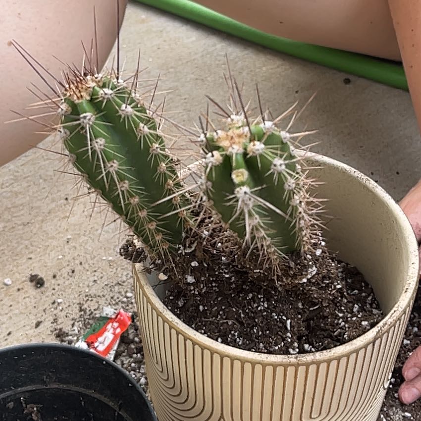 Photo of the plant species Baseball Cactus by @AnewGuayule61 named Lebron on Greg, the plant care app