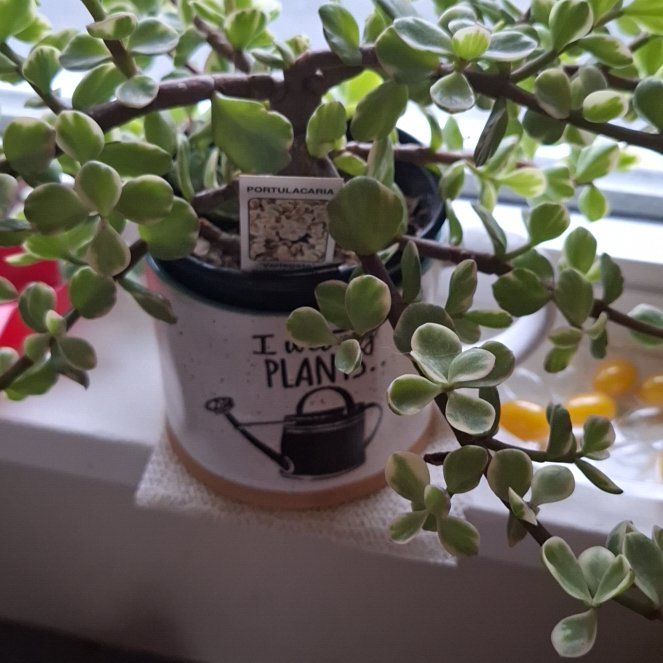 Photo of the plant species Rainbow Bush by @SplendidMango59 named Steve on Greg, the plant care app