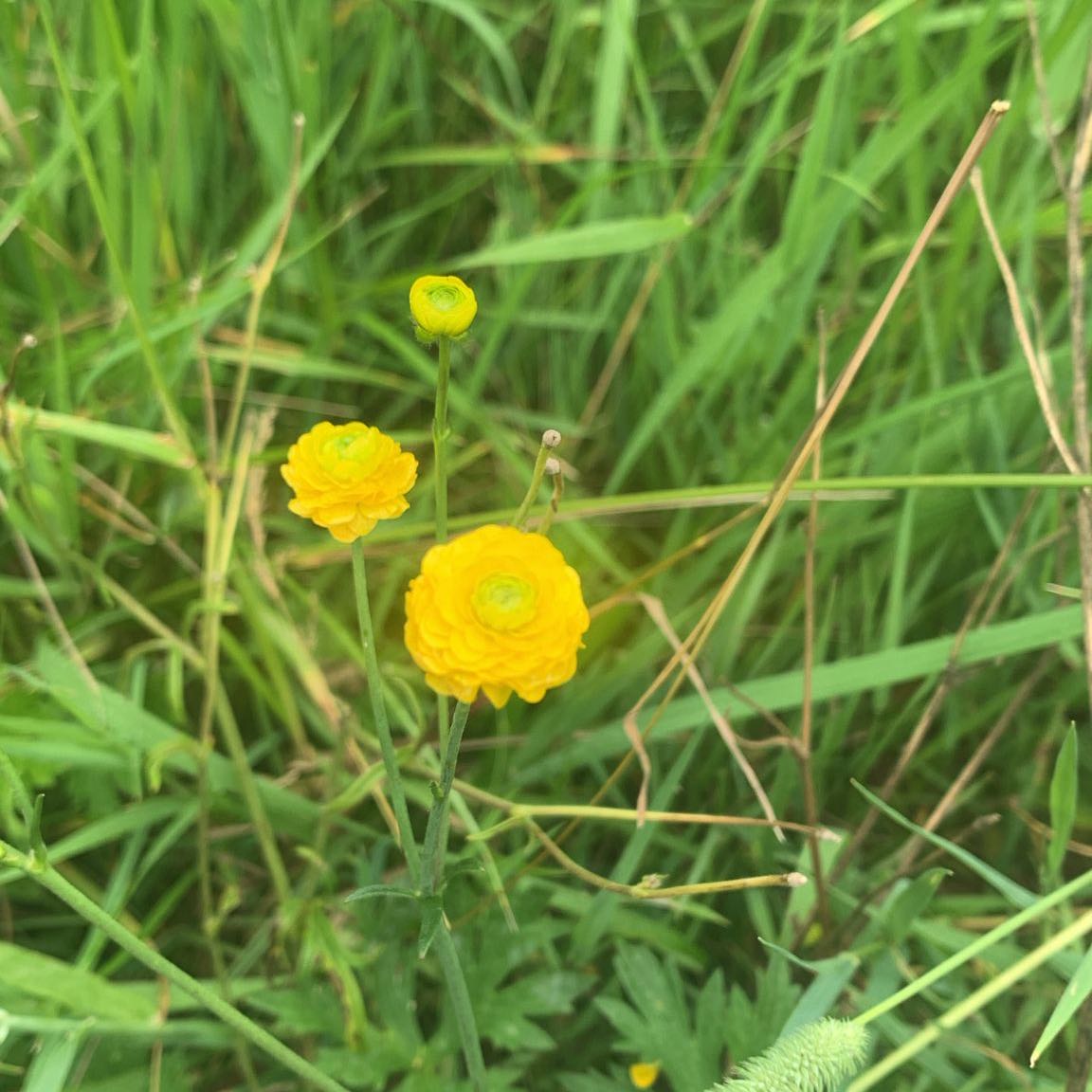 Photo of the plant species Common Buttercup by @CozyBrushbox48 named Nemo on Greg, the plant care app