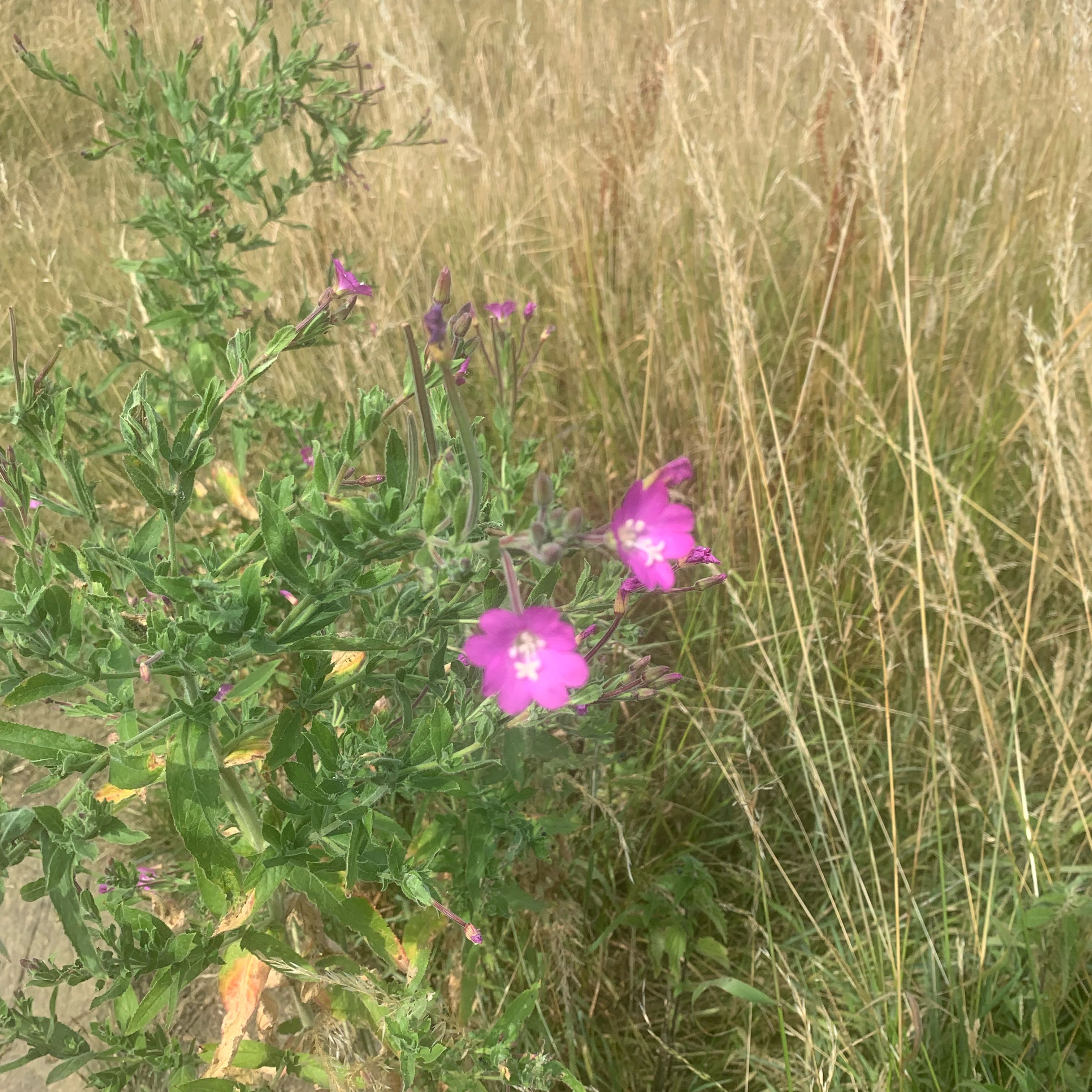 Photo of the plant species Codlins and Cream by @CozyBrushbox48 named Stella on Greg, the plant care app