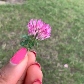 Photo of the plant species Red Clover by @CozyBrushbox48 named Fernie Saunders on Greg, the plant care app