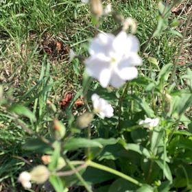 Photo of the plant species Bladder Campion by @CozyBrushbox48 named Foxxy on Greg, the plant care app