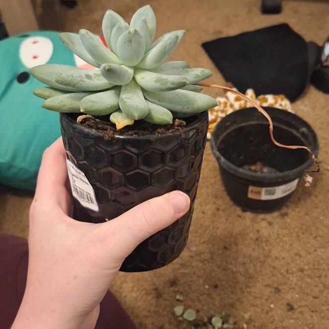 Photo of the plant species Moonsilver Succulent by @FineTievine51 named Gobi on Greg, the plant care app