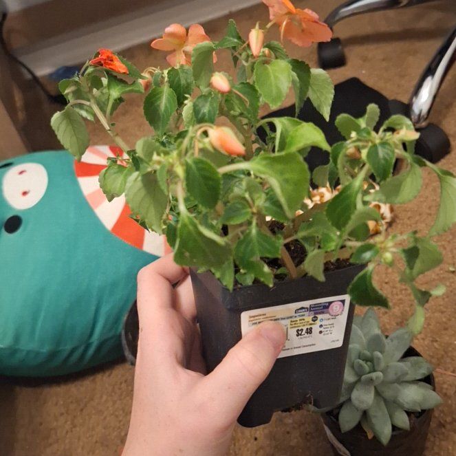 Photo of the plant species Impatiens Wallriana by @FineTievine51 named Figyonce on Greg, the plant care app