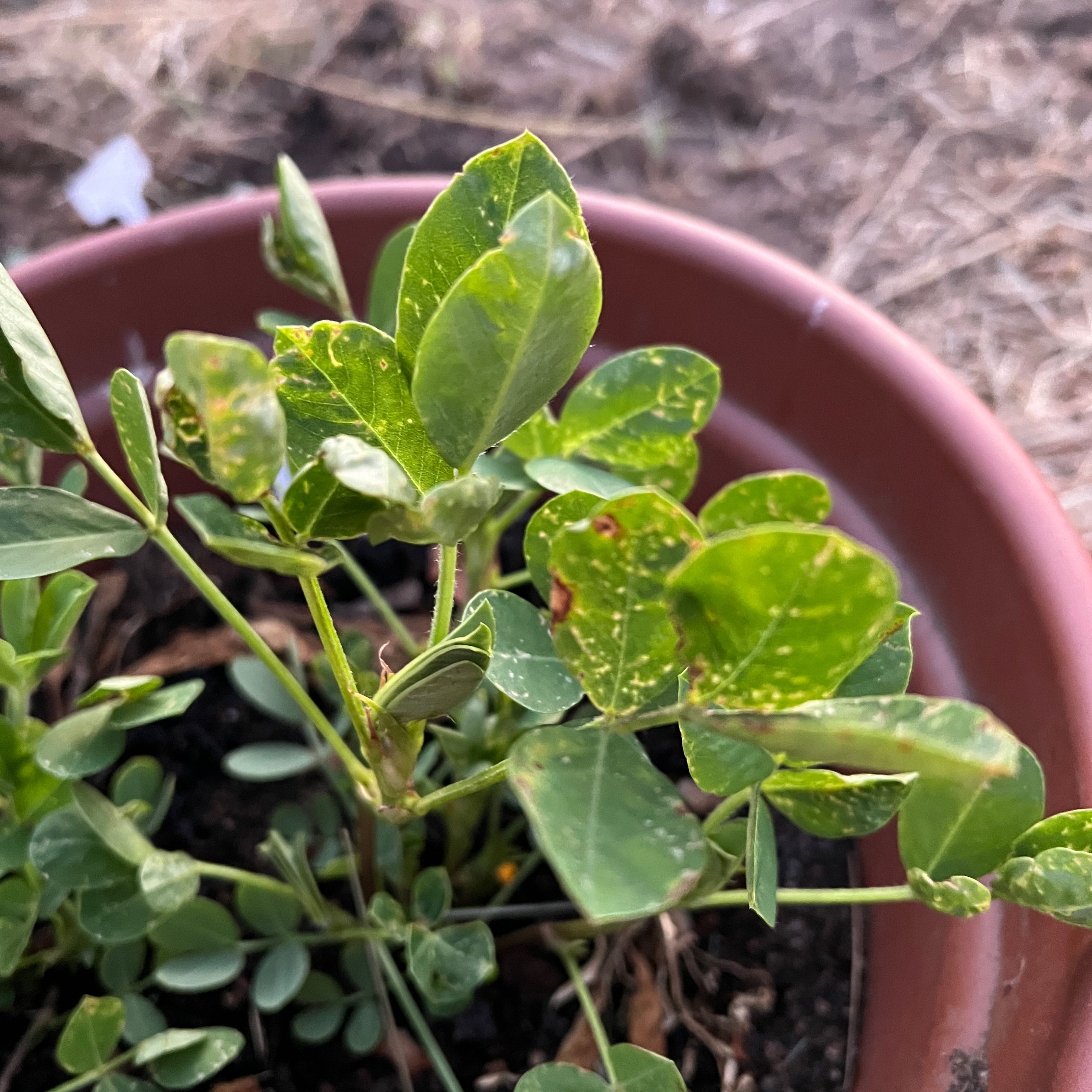 Photo of the plant species Peanut by @FabriciaDiniz named Kobe on Greg, the plant care app