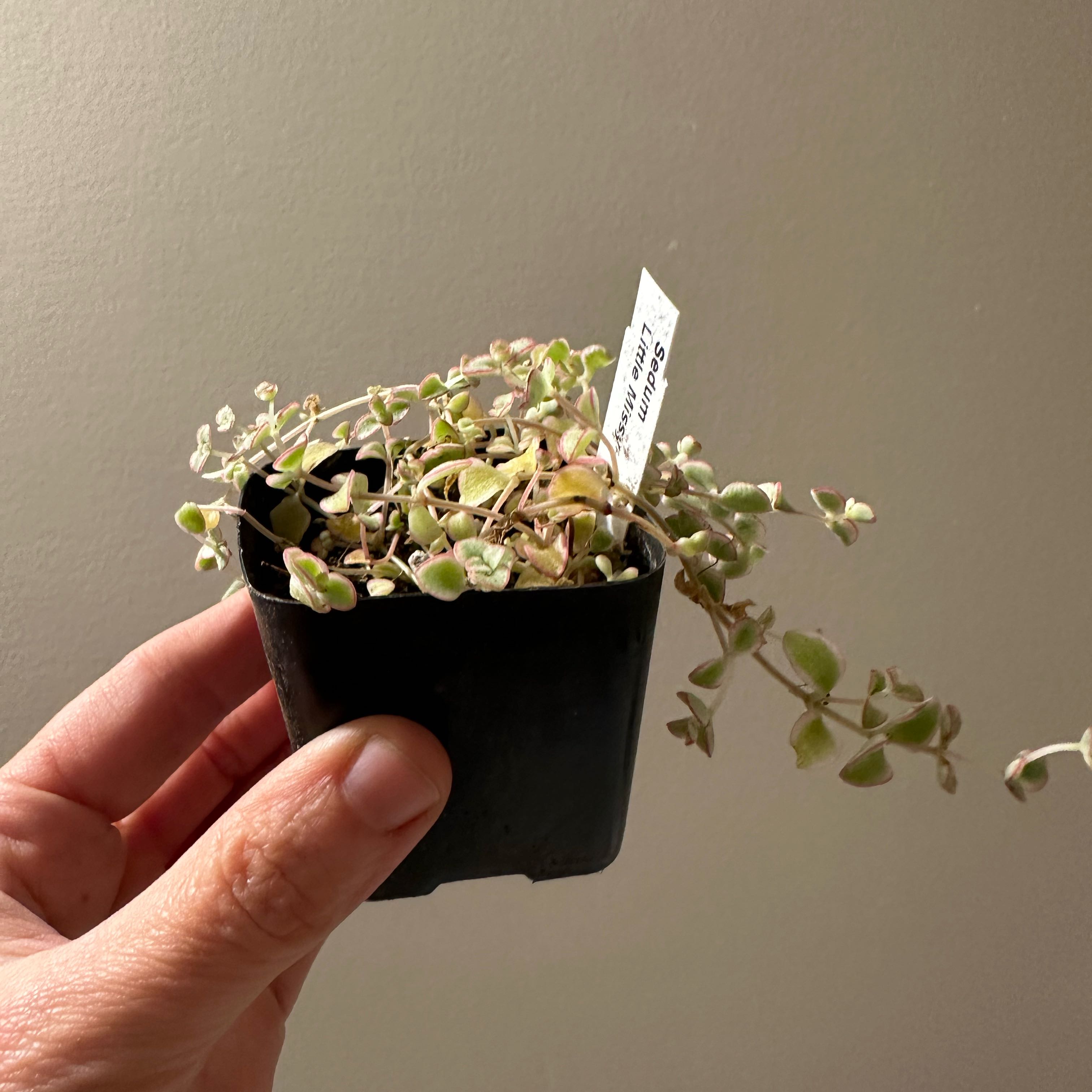 Photo of the plant species Sedum 'Little Missy' by @Laura27 named Stella on Greg, the plant care app