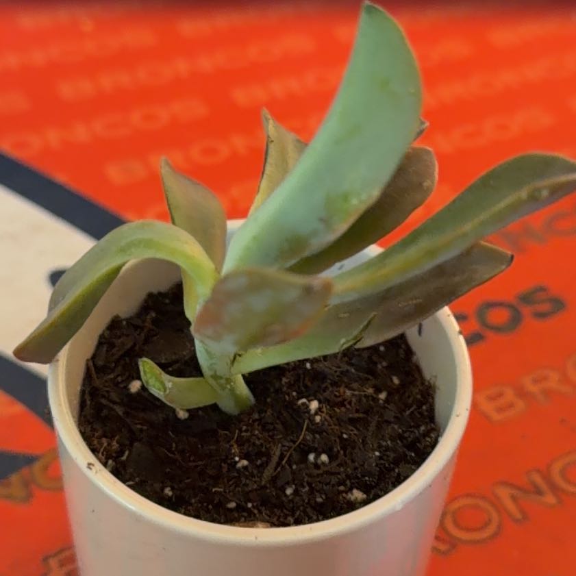 Photo of the plant species Graptoveria 'Fred Ives' by @Laura27 named LiloStitch on Greg, the plant care app