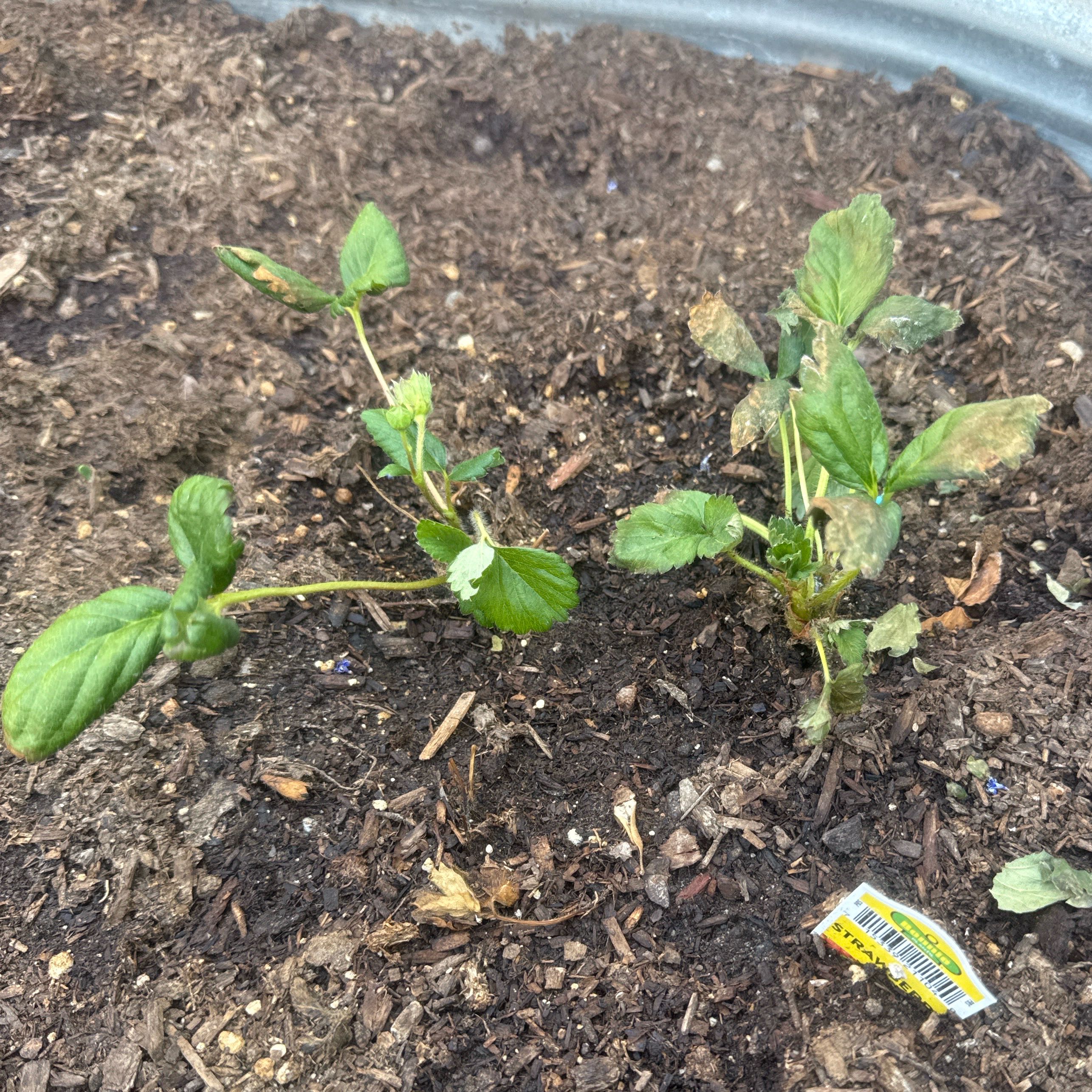 Photo of the plant species Strawberries by @AgileZygocactus named Elle on Greg, the plant care app