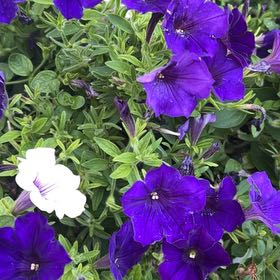 Photo of the plant species Wave Petunia by @CuddlyDeerfern named Apollo on Greg, the plant care app
