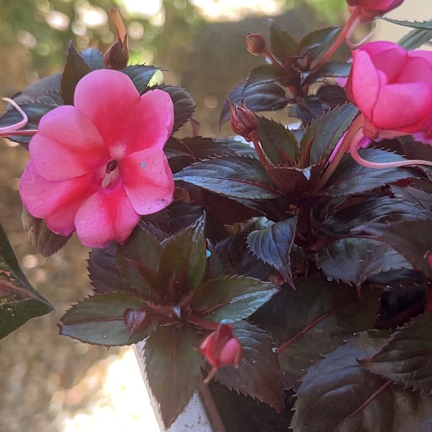 Photo of the plant species SunPatiens by @CuddlyMastic15 named Harmony and Layla on Greg, the plant care app