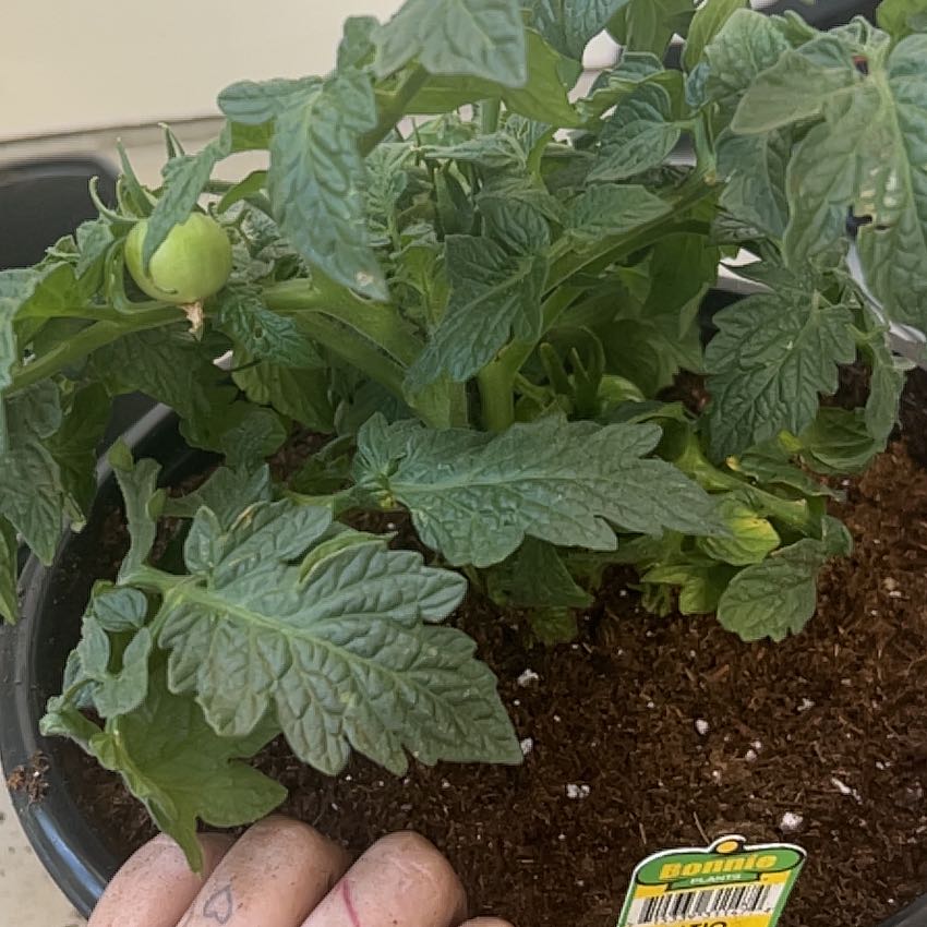 Photo of the plant species Patio Hybrid Tomato by @CuddlyMastic15 named MJ on Greg, the plant care app