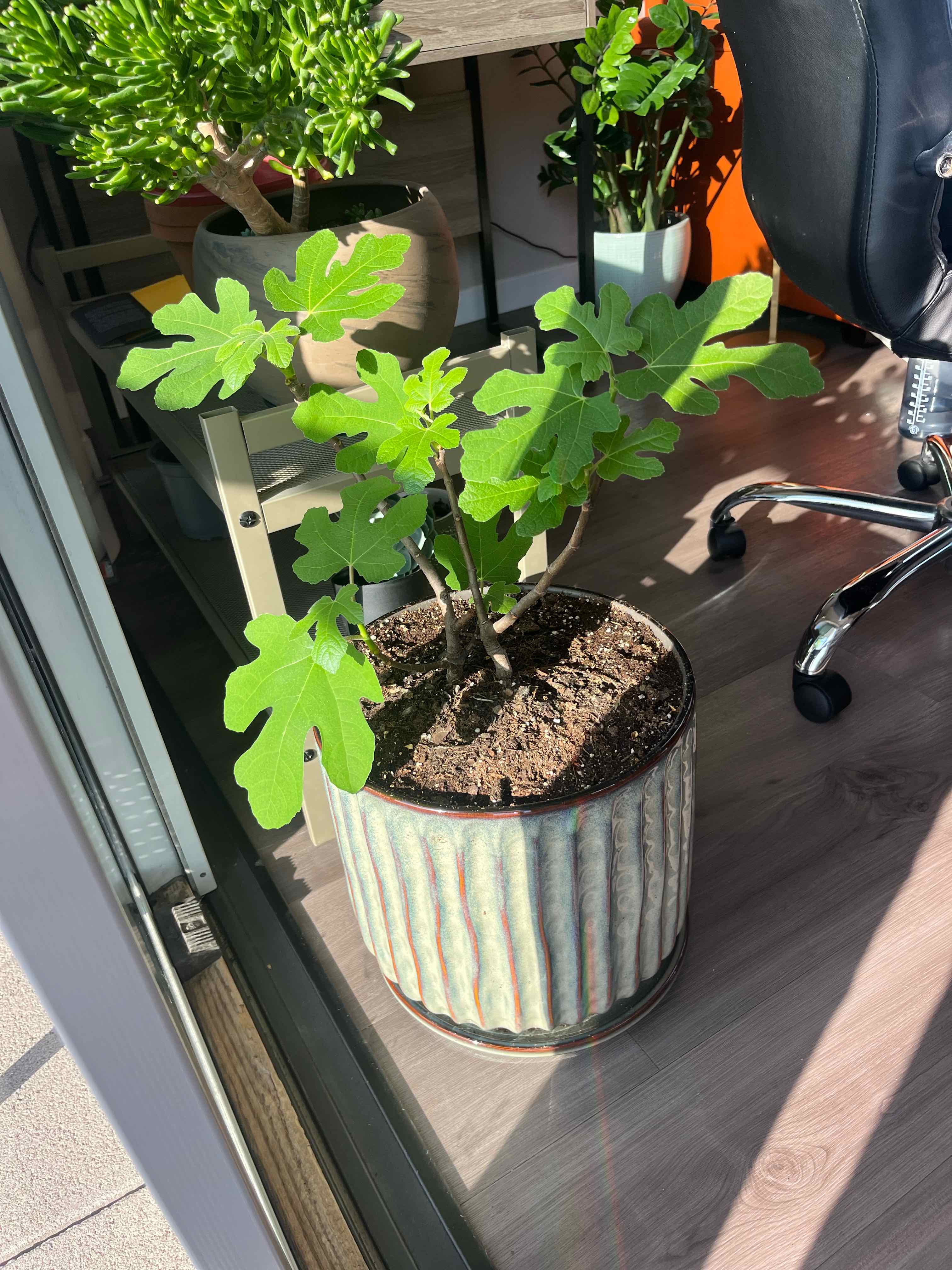 Photo of the plant species Hardy Fig Tree by @LucidDuncecap27 named Fred on Greg, the plant care app