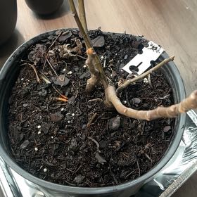 Photo of the plant species Hardy Fig Tree by @LucidDuncecap27 named Fred on Greg, the plant care app