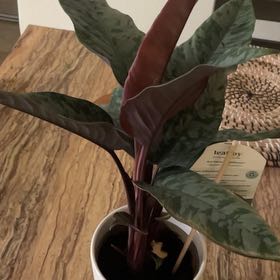 Photo of the plant species Apoballis acuminatissima 'Lavallaei' by @QuietPilea88 named Zeus on Greg, the plant care app