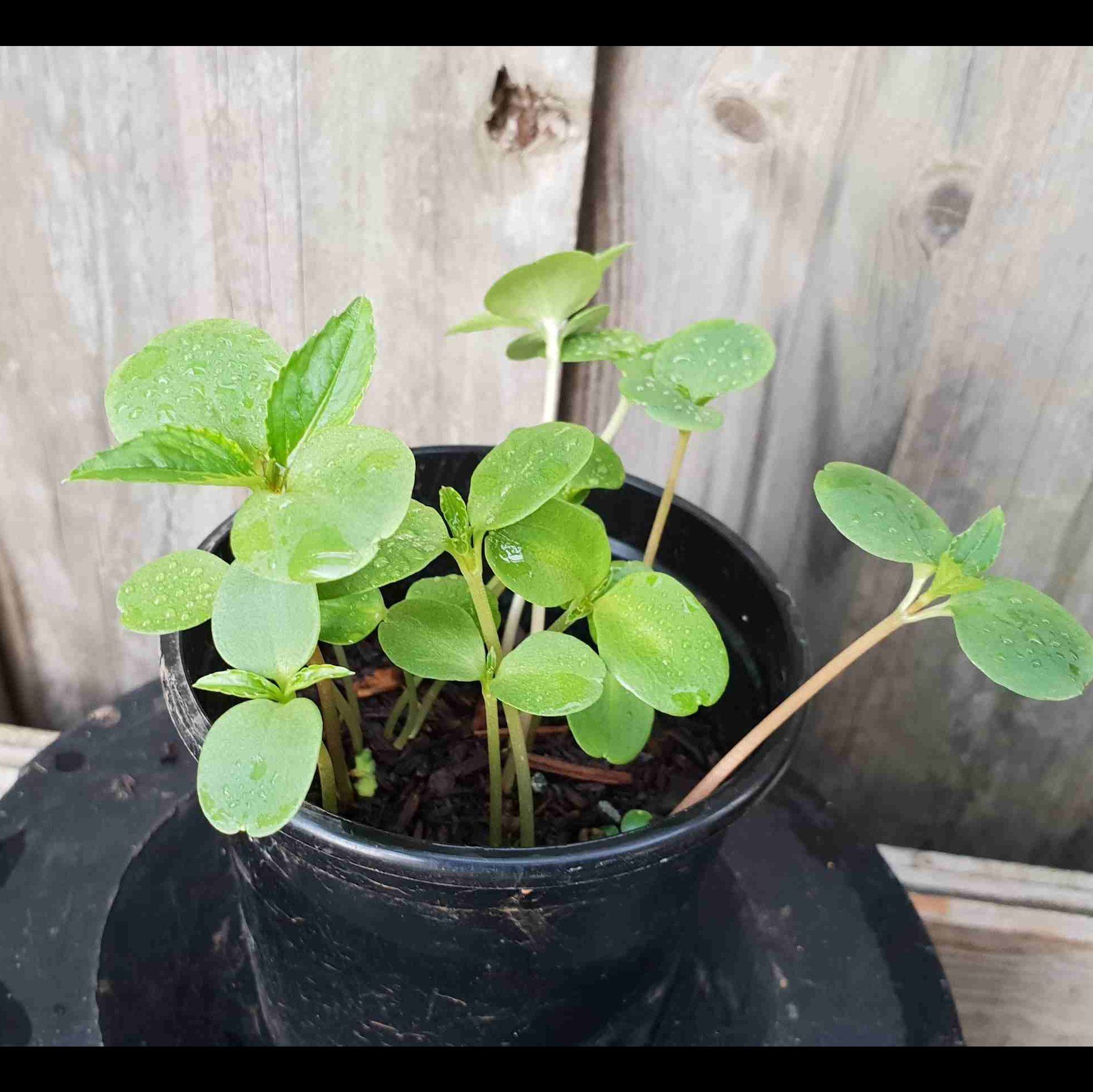 Photo of the plant species Impatiens balsamina var. parusnathica by @BigwigSweetsop3 named Sherlock on Greg, the plant care app